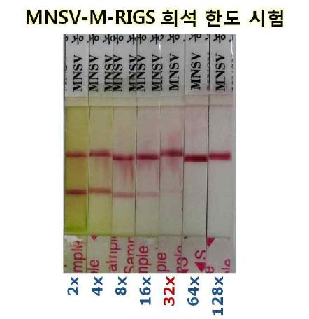 MNSV-M-RIGS 진단키트의 희석한도는 32배 이었음