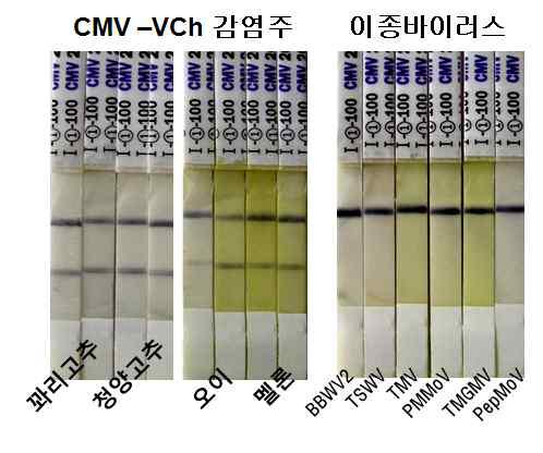 제작한 CMV-RIGS 진단 키트의 특이성 시험