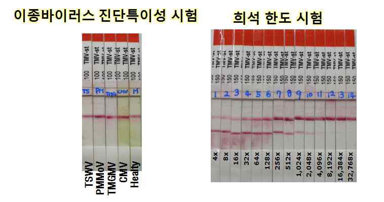 TMV-RIGS 진단 키트 의 이종바이러스 진단특이성이 높고 진단 희석 한도가 4,096배 로 높음