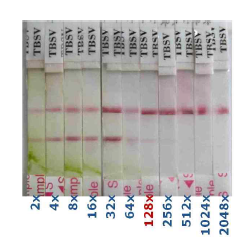 TBSV-RIGS 진단키 트 희석 한도 시험