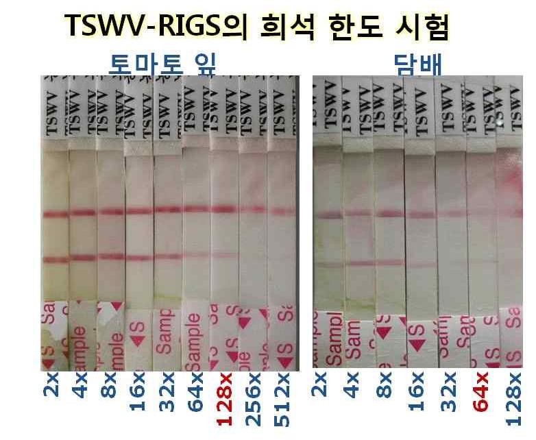 TSWV-RIGS진단키트 희석 한도 시험