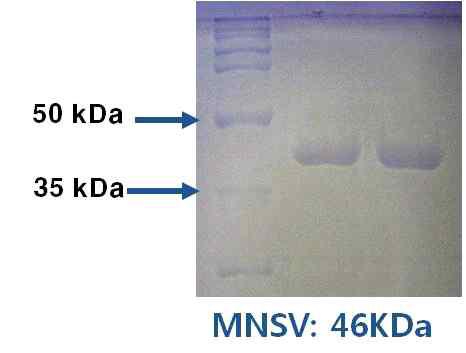 정제된 MNSV-W 단백질 전기영동