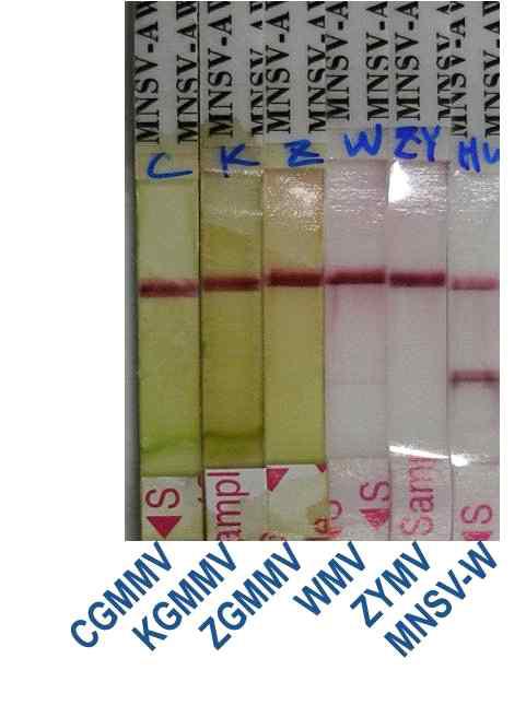 제작한 MNSV-W-RIGS 진단 키트 의 특이성 시험