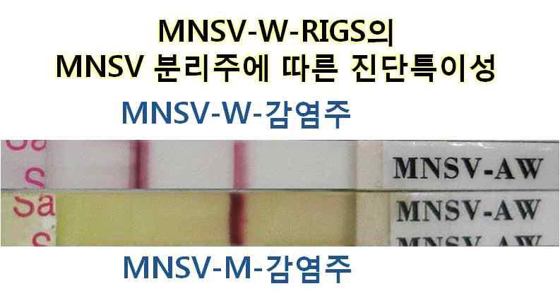 MNSV-W 수박 분리주의 진단특이성