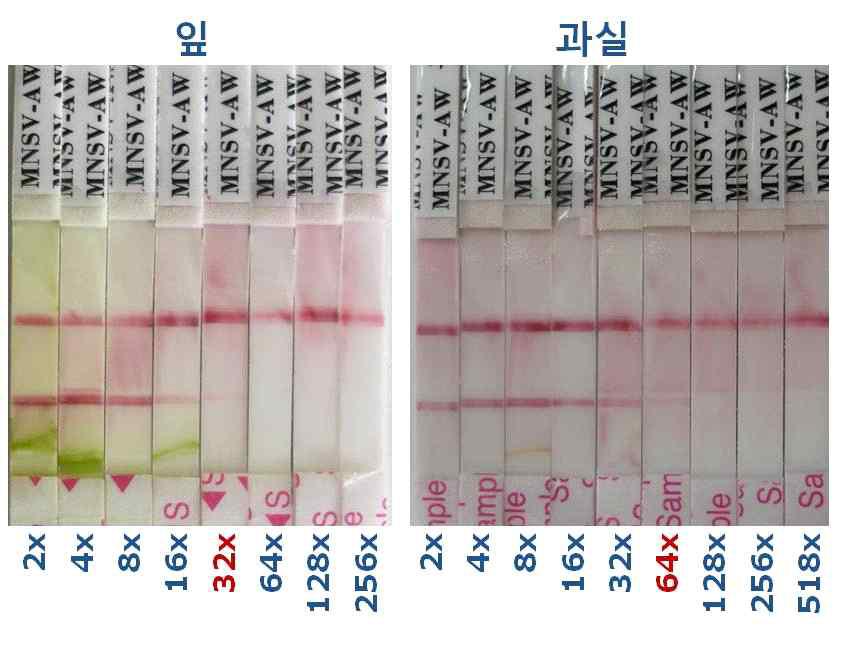 MNSV-W-RIGS진단키트 희석 한도 시험