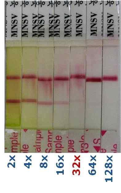 TSWV-RIGS진단키트 희석 한도 시험