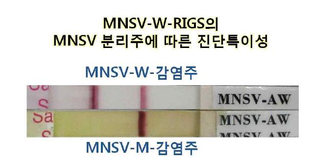 MNSV-W-RIGS 진단 키트는 멜론에서 분리한 MNSV와 반응하지 않는 높은 진단특이성을 보임