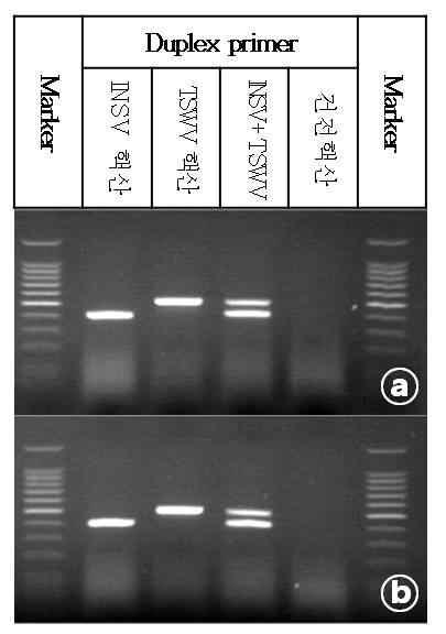 고추에 발생하는 TSWV와 INSV에 대해 유전자 차이를 이용하여 구별