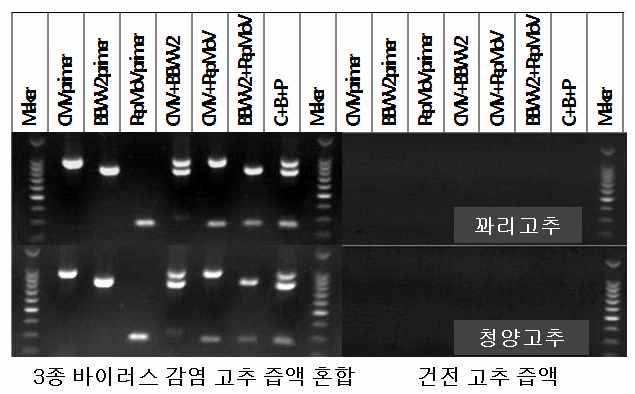 감염주 단독 혹은 혼합 즙액 및 건전주 즙액에 대한 프라이머 조합 ST1-13의 간편 유전자 동시진단 특이성 시험