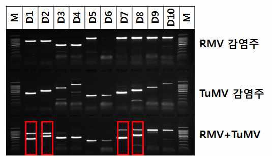 RMV와 TuMV에 감염된 담배의 즙액을 이용한 바이러스 동시진단에서 D1, D2, D7, D8조합에서 특이성이 높음