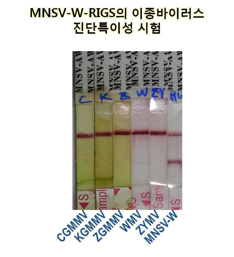 MNSV-W-RIGS는 수박에 발생하는 다른 종류의 바이러스 (CGMMV, KGMMV, ZGMMV, WMV, ZYMV)에 대해 비특이 반응이 나타나지 않아 진단특이성이 높았음