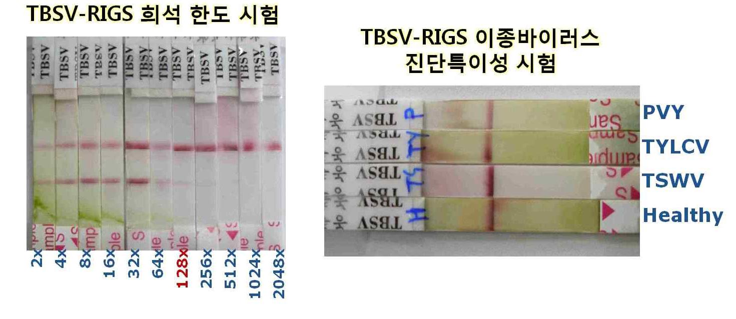 TBSV-RIGS 진단 키트의 이종바이러스 진단특이성이 높고 진단 희석 한도는 128배 이었음