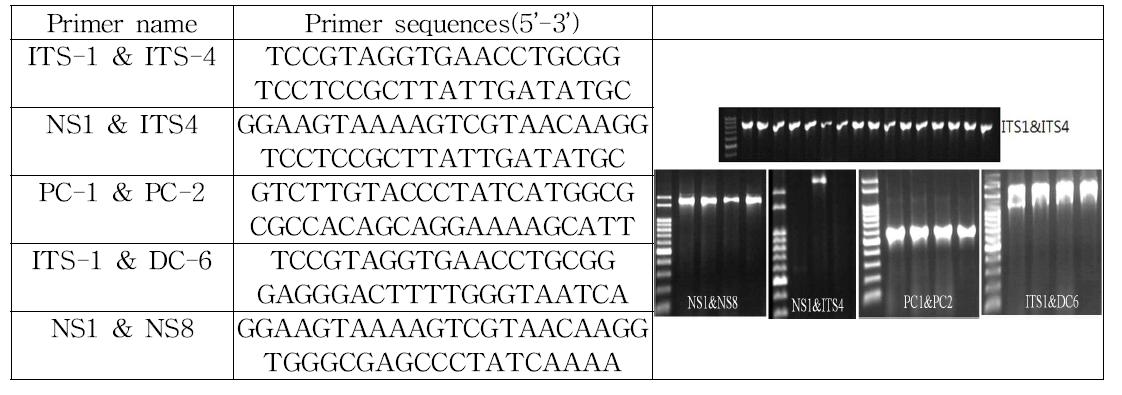다양한 프라이머를 이용한 Phytophthora 屬 역병균 PCR