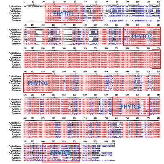 과채류역병균진단용특이프라이머개발을위한 sequencing