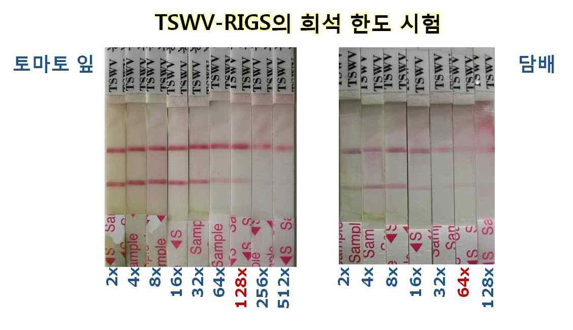 TSWV-RIGS 키트의 진단 희석 한도는 토마토 잎에서 128배 접종한 담배에서 64배 이었음