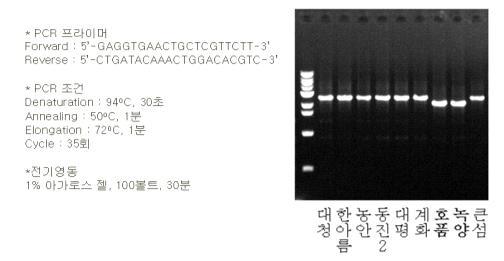 OsAMT1-2(암모늄흡수유전자)의 품종간 길이 차이