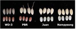 WD-3, PBR, 주안벼 및 남평벼의 종자 형태