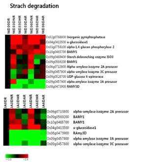 무처리, 저산소, 무산소처리시 전분분해과정에 관련된 유전자들의 발현양상.