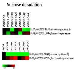 저산소, 무산소, 무처리시 Sucrose분해에 관여하는 유전자들의 발현 양상.