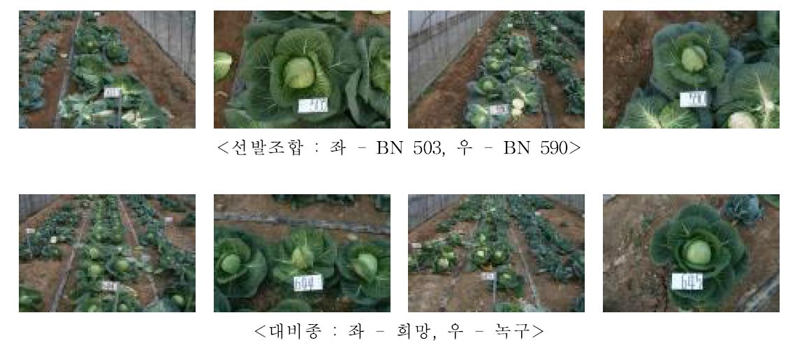 원형계 선발조합