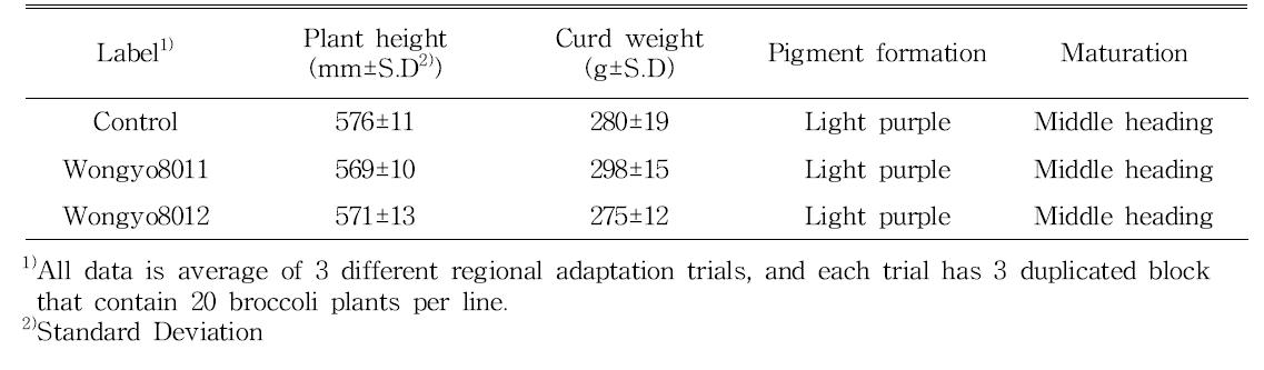 신규 개발 브로콜리 품종의 원예적 특성 비교