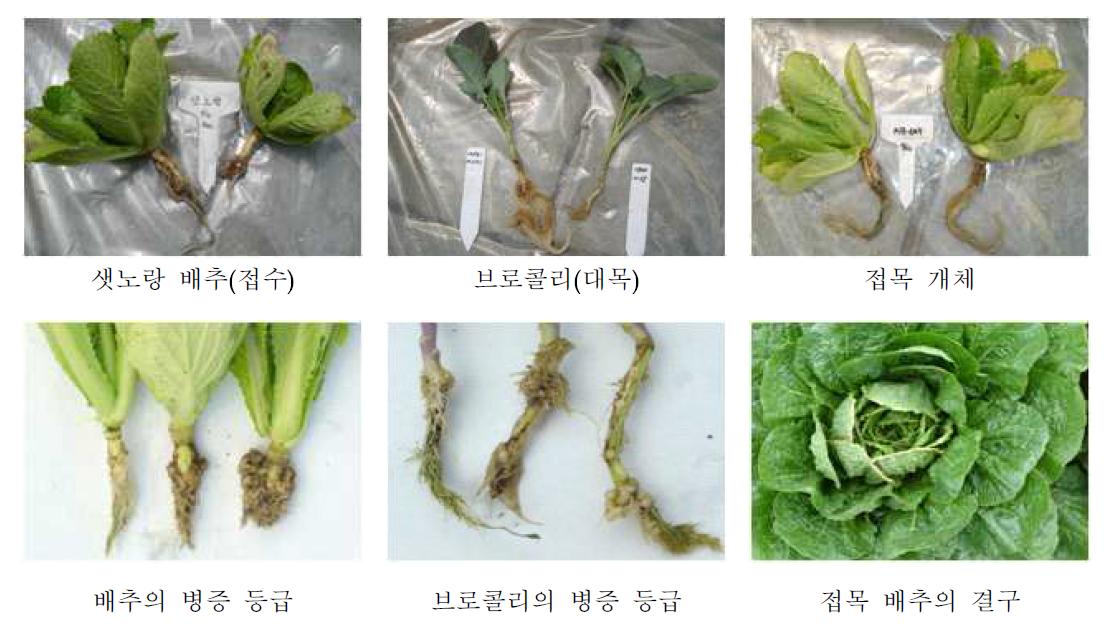 접수, 대목, 접목개체, 비접목 개체의 병증 등급 판정 예시