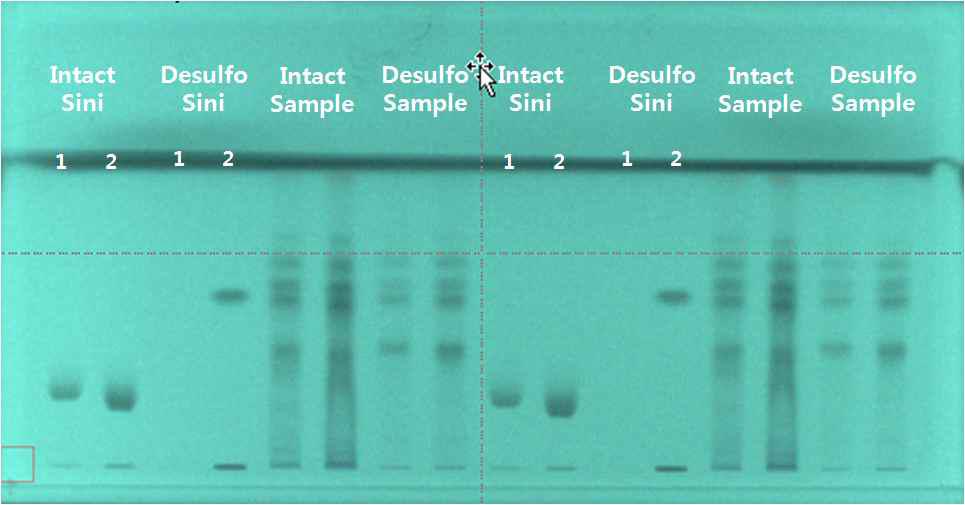 효소처리별 glucosinolate의 HPTLC 밴드 분리.