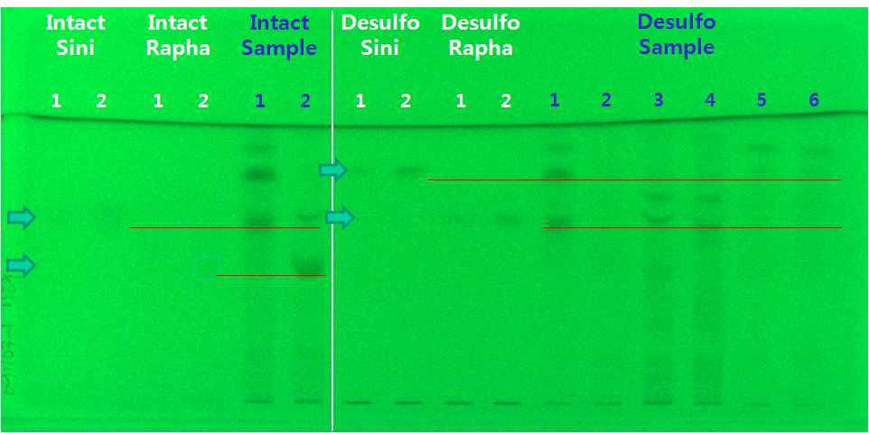 Sinigrin과 Glucoraphanin의 HPTLC 밴드 분리.