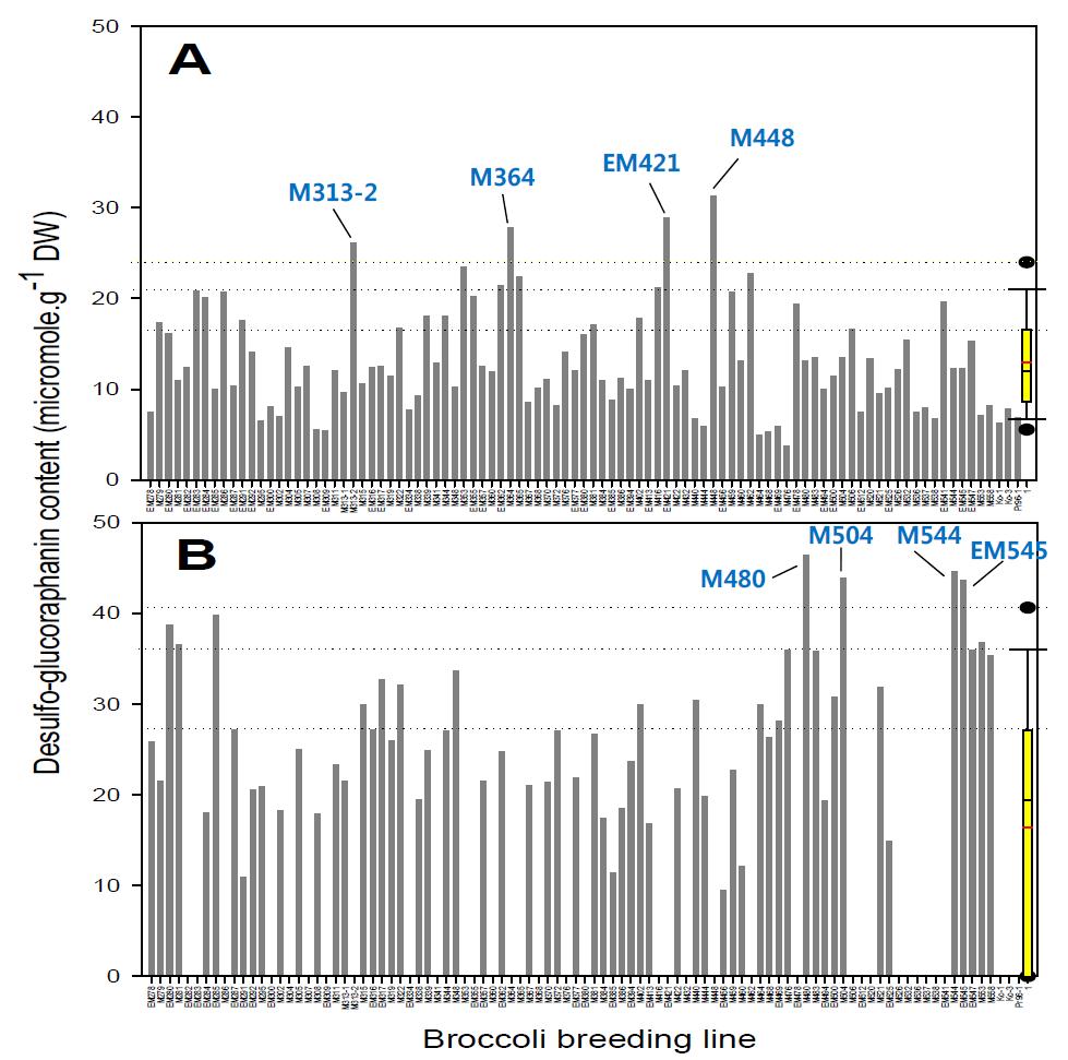 주요 브로콜리 육성계통의 제주(A) 및 수원지역(B) 재배 시 desulfoglucosinolate 함량의 비교.