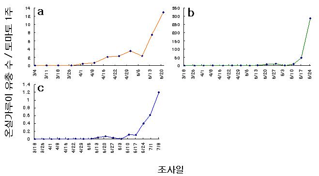 토마토 온실 포장에서의 온실가루이 약충 발생 변화