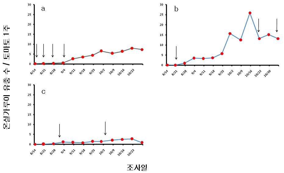 토마토 온실 포장에서의 온실가루이 유충 발생 변화