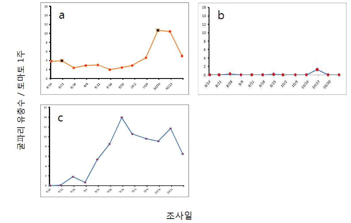 잎굴파리 평균 갱도 수/토마토 1주