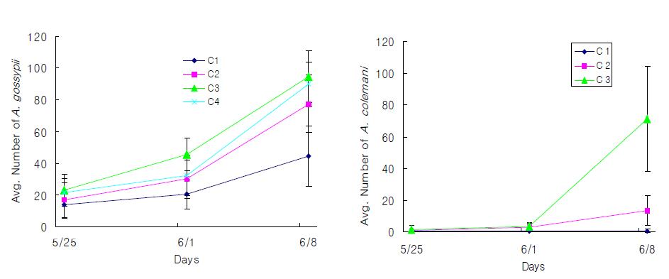 콜레마니진디벌 머미 방사 후 목화진딧물과 콜레마니진디벌의 밀도 변동