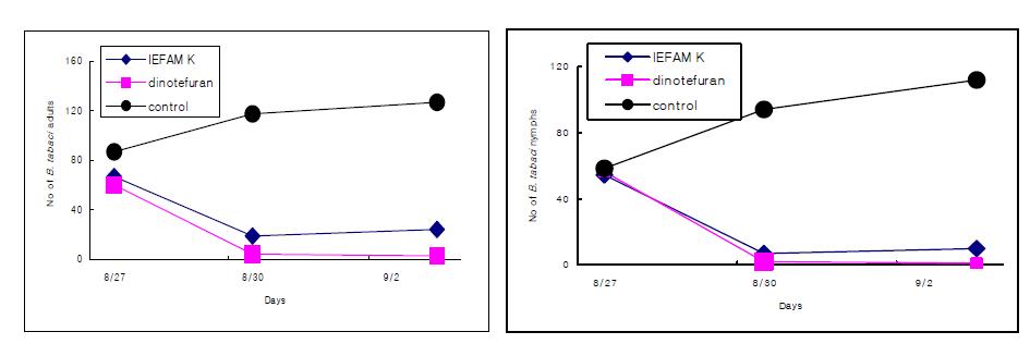 친환경농자재 K와 디노테프란입상수화제 처리 후 담배가루이 성충(좌)과 유충(우)의 밀도 변화.