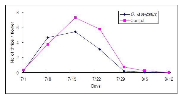 미끌애꽃노린재 방사구와 무방사구의 총채벌레의 밀도 변화(7월 8일 미끌애꽃노린재 5마리/㎡ 방사).