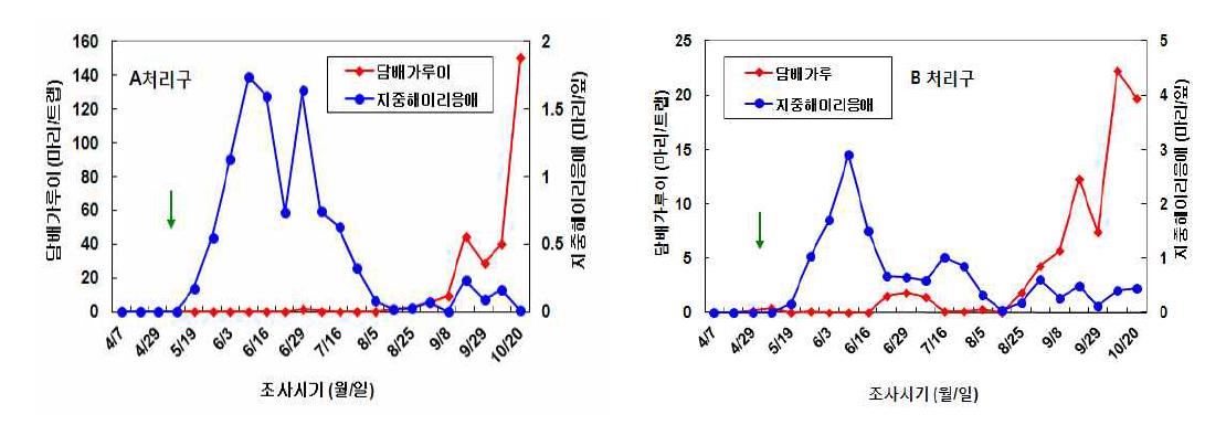 반촉성 시설재배 고추에서 지중해이리응애 방사에 의한 담배가루이 방제효과(2011년)