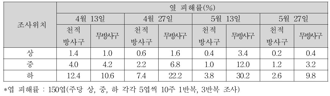 천적 방사구와 무방사구 오이에서 주내 잎의 위치에 따른 오이긴털가루응애의 엽 피해정도(‘10)