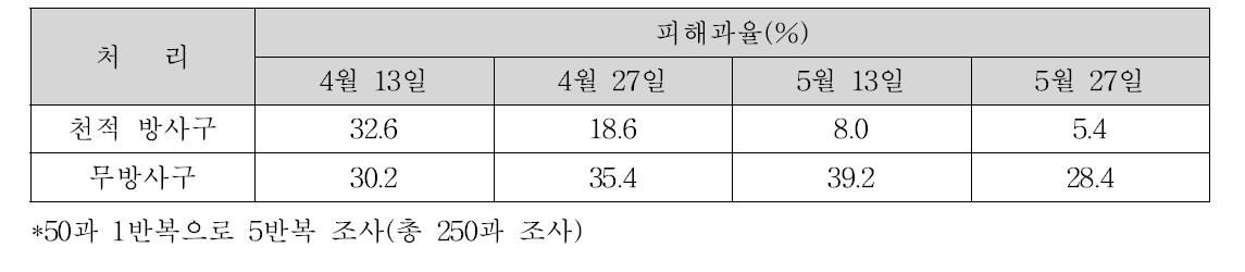 천적 방사구와 무방사구에서 오이긴털가루응애에 의한 과실피해 정도(‘10)