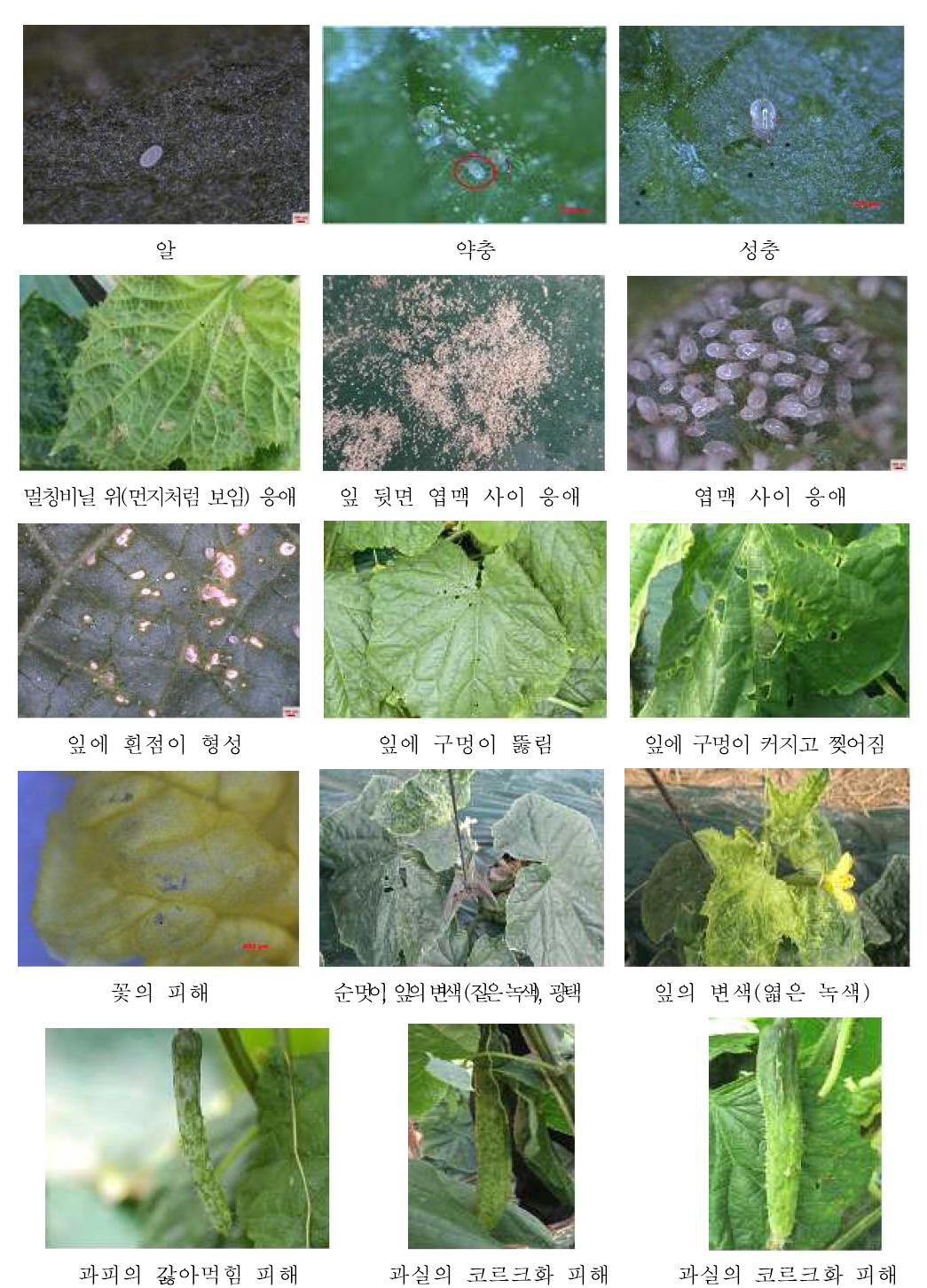 오이긴털가루응애의 피해증상(‘10∼’11)