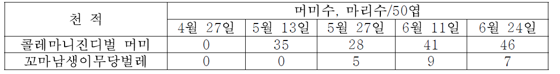 천적 방사구에서 콜레마니진디벌 머미와 꼬마남생이무당벌레의 밀도 변화 (‘10)