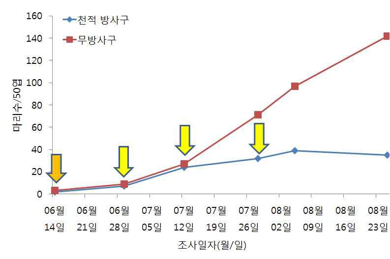 시설수박에서 총채가시응애와 지중해이리응애 이용 꽃노랑총채벌레 방제효과 (‘11)