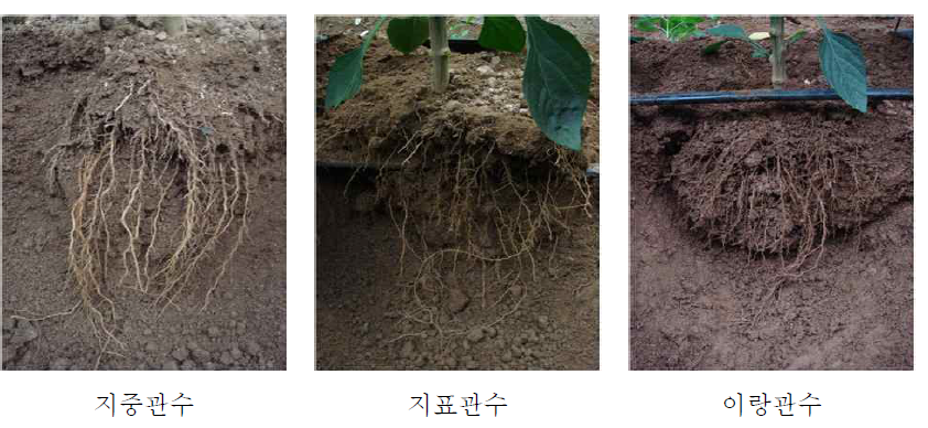 관수방법 별 뿌리 생육상태(7월 6일 조사)