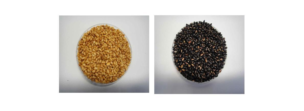 Effect of variety on appearance of puffing Olbyeossal by microwave heating. (A) Waxy rice(Aranhyangchal) ; (B) Nonglutinous rice (Shintoheukmi).
