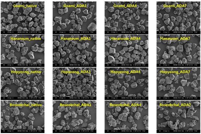 Scanning electron microscope images of native and acetylated distarch adipate
