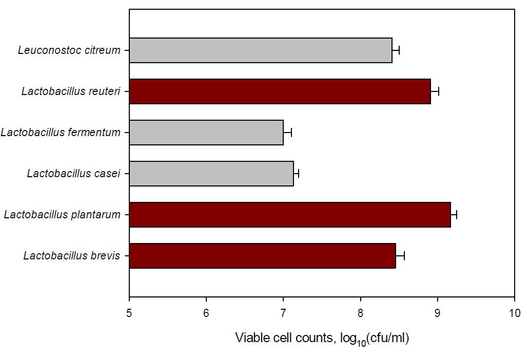 Viability of different Lactobacillus and Leuconostoc strains on rumen content