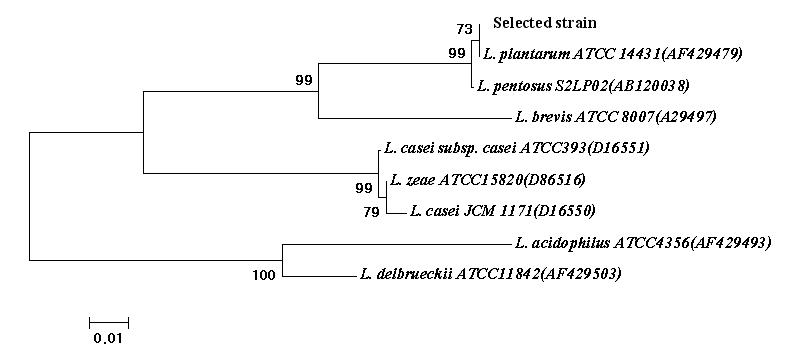 Phylogenetic tree based on 16S rRNA gene sequences of selected strain and 8 type strains of lactobacilli.