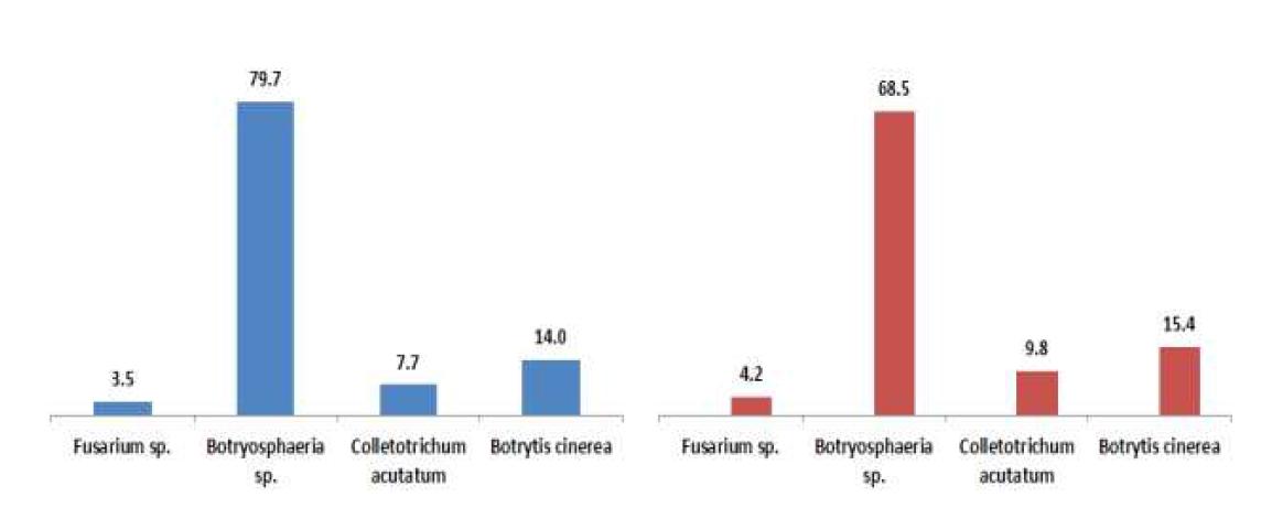 수확 후 ‘한라골드’(좌), ‘제시골드’(우)에서 분리된 과실 무름병 병원균 분포비율(%).
