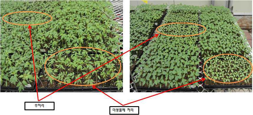 토마토와 고추 묘의 생리활성물질 처리에 따른 생장반응