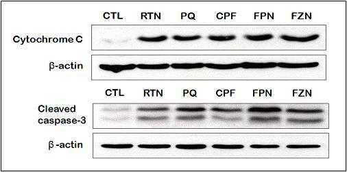 SH-SY5Y: cytochrome C & Cleaved Caspase-3 Western blotting