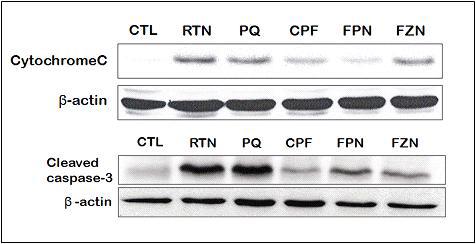 PC12; cytochrome C & Cleaved Caspase-3 Western blotting